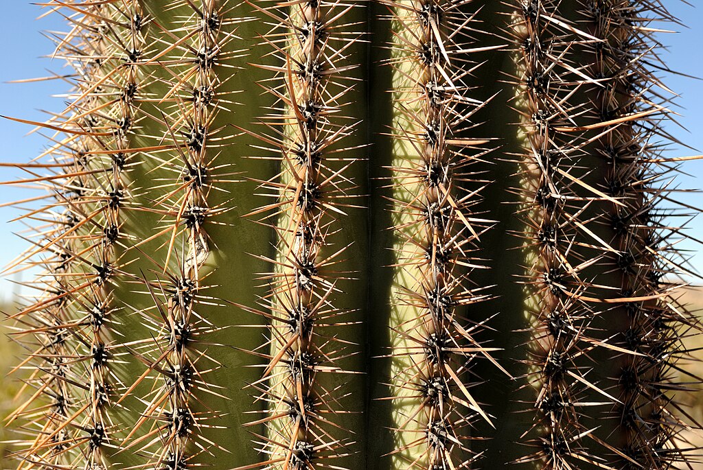 Espinhos de saguaro