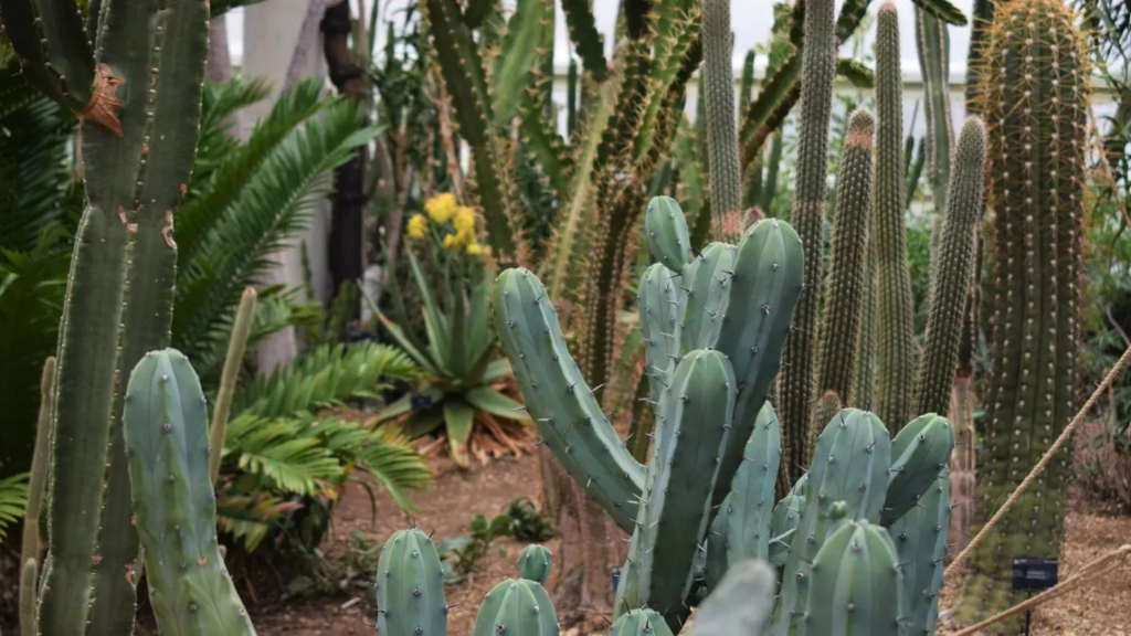 Cactos no conservatório Princesa de Gales, no Jardim Botânico de Kew