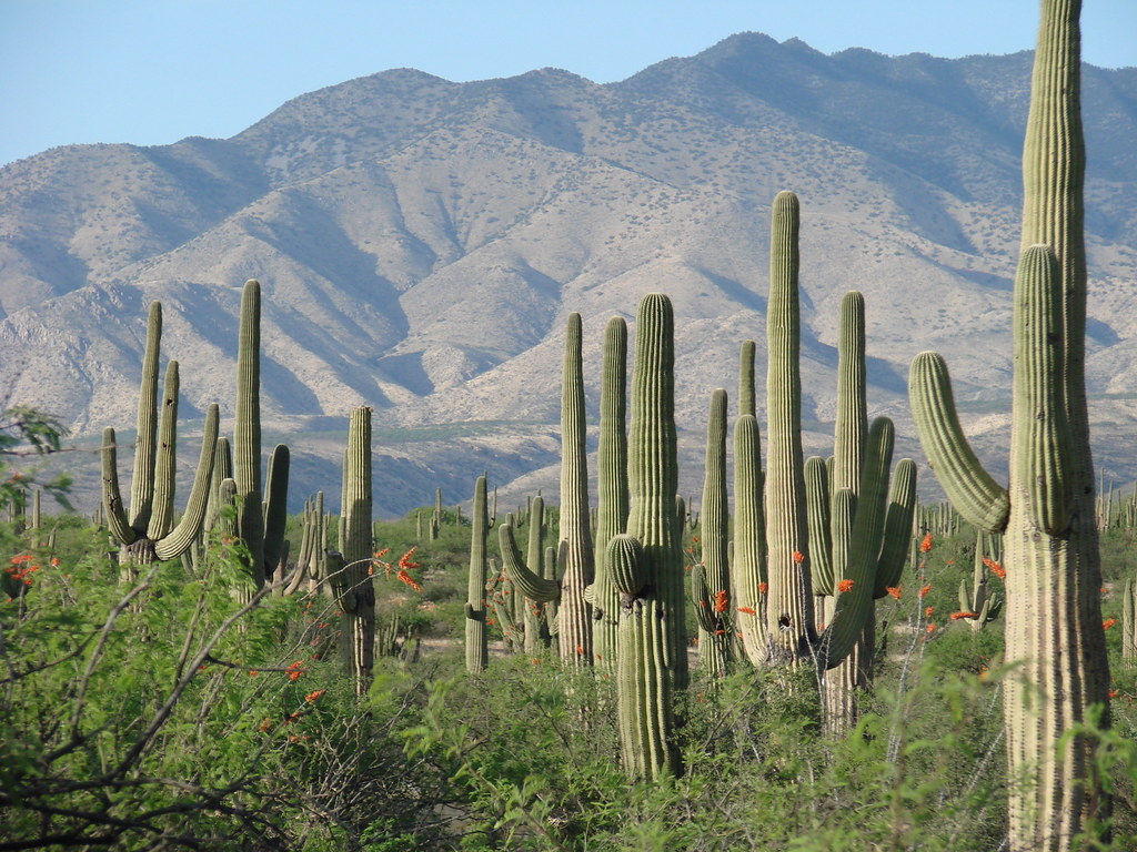 Saguaros no deserto dos Estados Unidos