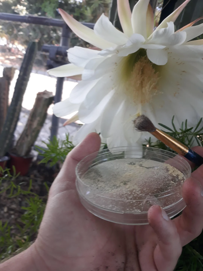 Coletando pólen de Trichocereus pachanoi